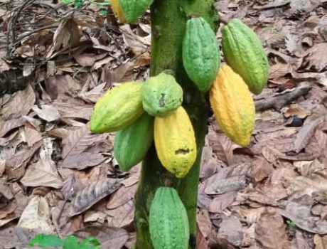 Kakaobaum behandelt mit ökologischem-Destillat